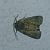 Oligia sp. 