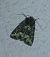 Oligia sp. 