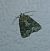 Oligia sp. 