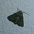 Oligia sp. 
