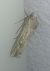 Noctuelle putride 