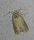 Noctuelle putride 