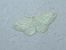 Idaea subsericeata 
