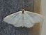Idaea subsericeata 