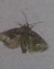Oligia sp. 