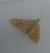 Paracorsia repandalis 