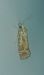 Rhyacionia buoliana 