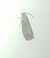 Cydia pomonella 