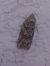 Cnephasia sp. 