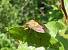 Carpocoris purpureipennis 