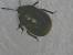 Legnotus limbosus 