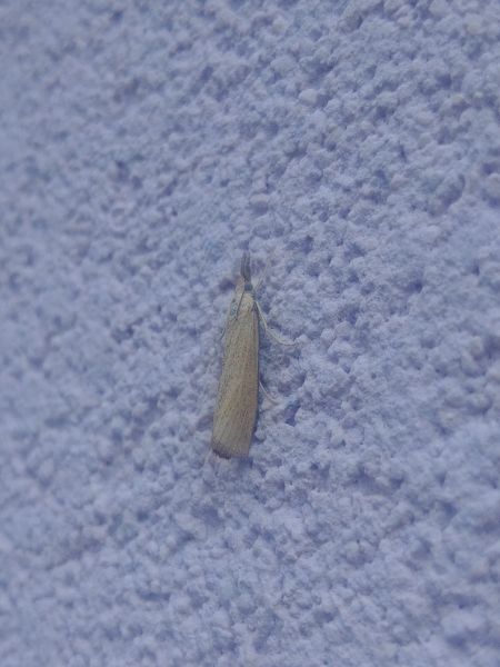 Pediasia luteella 