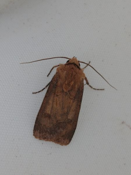 Agrotis exclamationis 