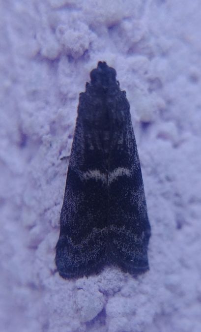 Apomyelois bistriatella 