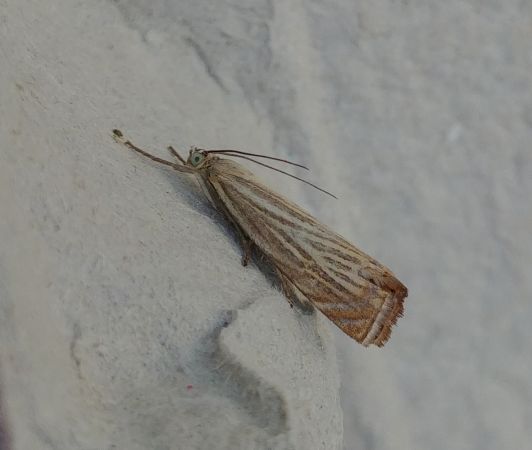 Crambus des jardins 