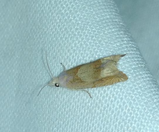 Eucosma sp. 