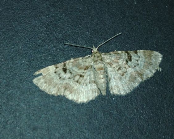 Eupithecia abietaria 