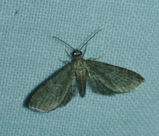 Eupithecia haworthiata 