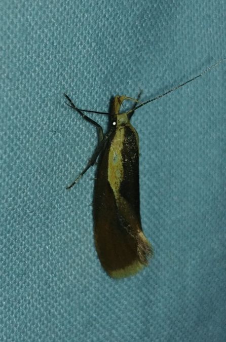 Harpella forficella 