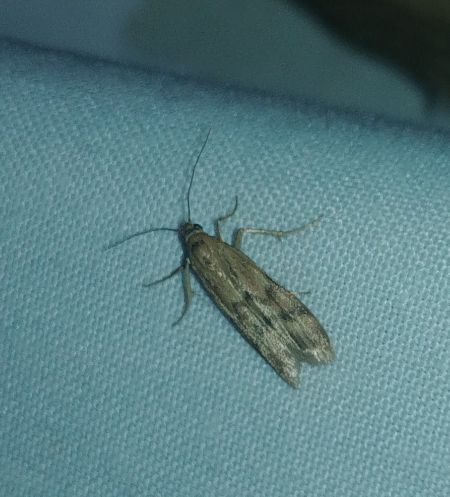 Homoeosoma sinuella 