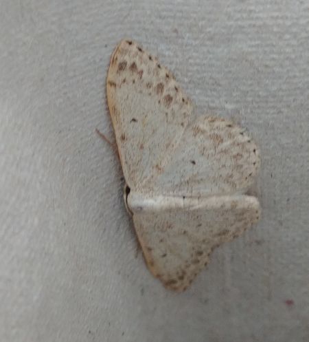 Scopula marginepunctata 