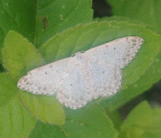 Scopula marginepunctata 