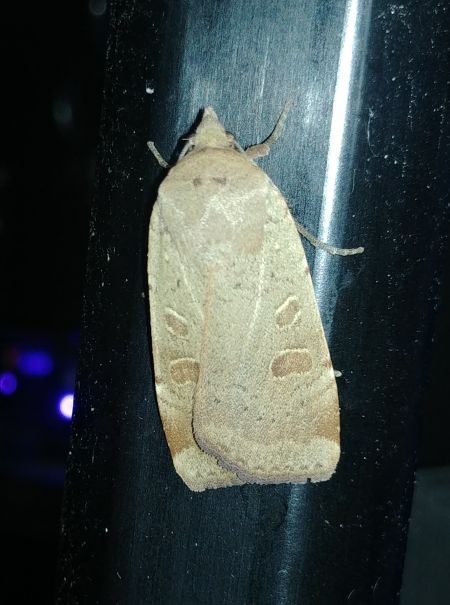 Noctua fimbriata 