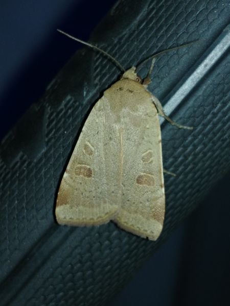 Noctua fimbriata 