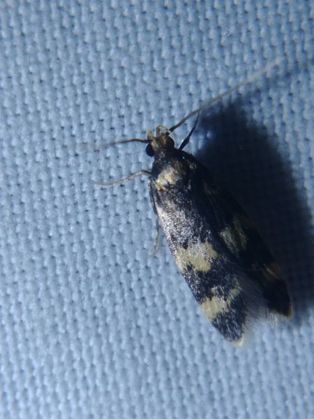 Oegoconia indéterminé 