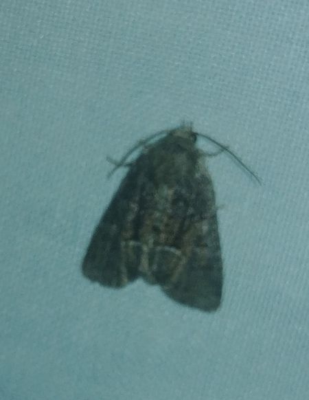 Oligia sp. 
