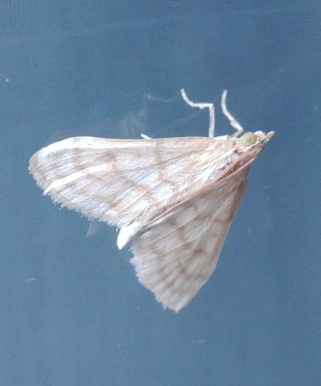 Paracorsia repandalis 