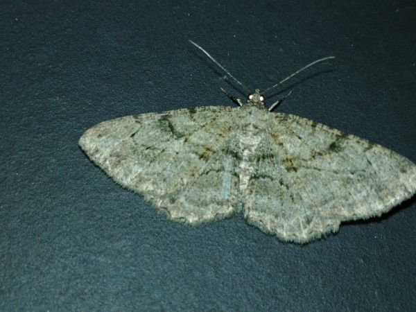 Peribatodes rhomboidaria 