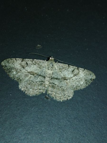 Peribatodes rhomboidaria 