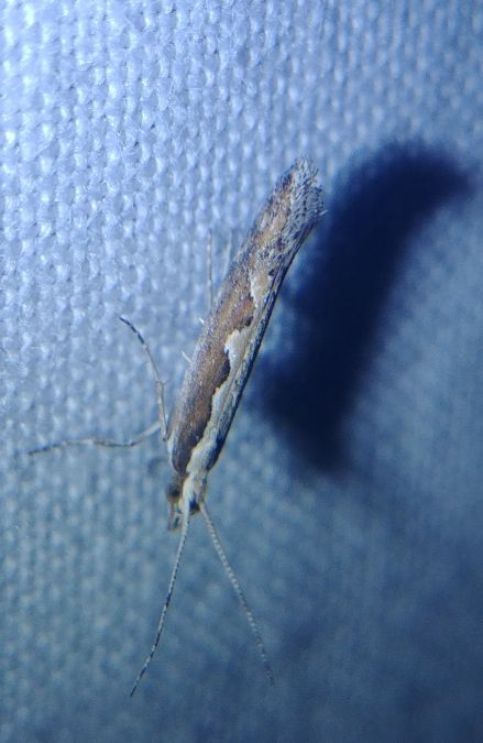 Plutella xylostella 