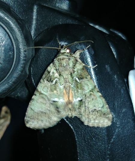 Polyphaenis sericata 