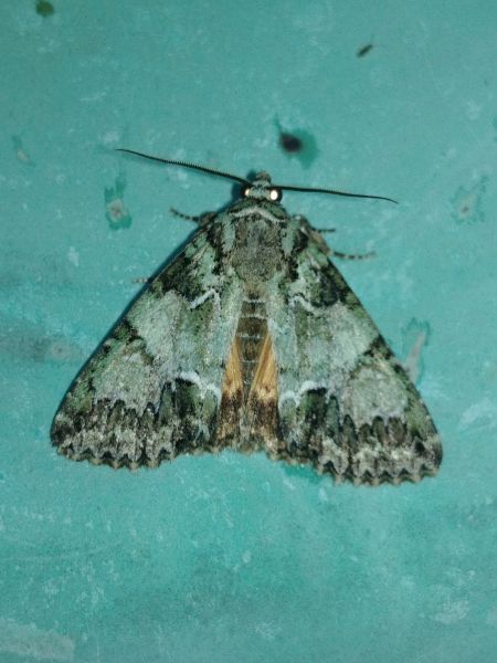 Polyphaenis sericata 