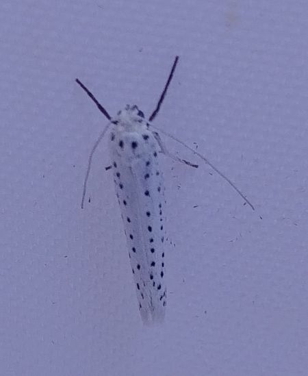 Yponomeuta sp. 