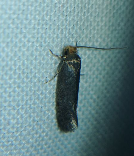 Monopis laevigella 