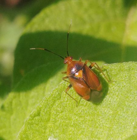 Deraeocoris ruber 