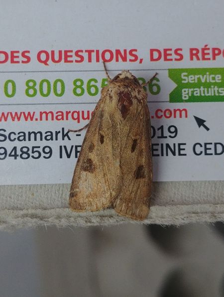 Agrotis exclamationis 