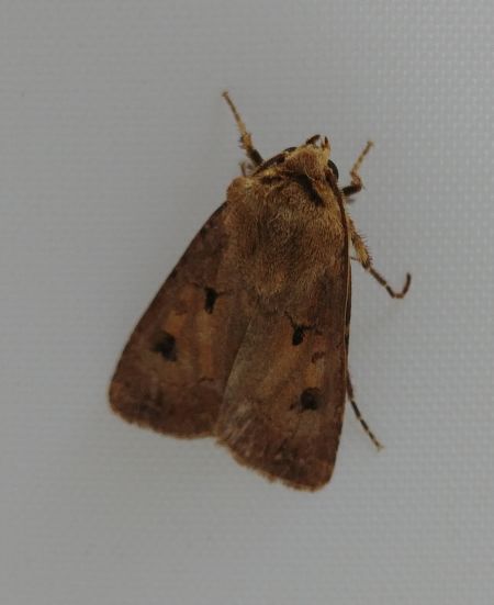 Agrotis exclamationis 