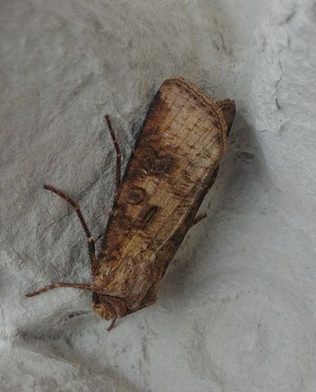 Noctuelle putride 