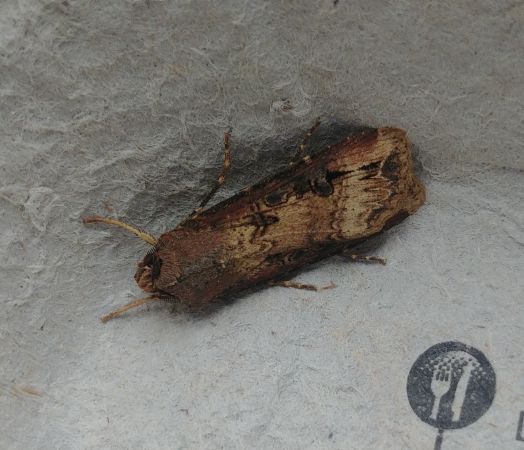 Noctuelle putride 