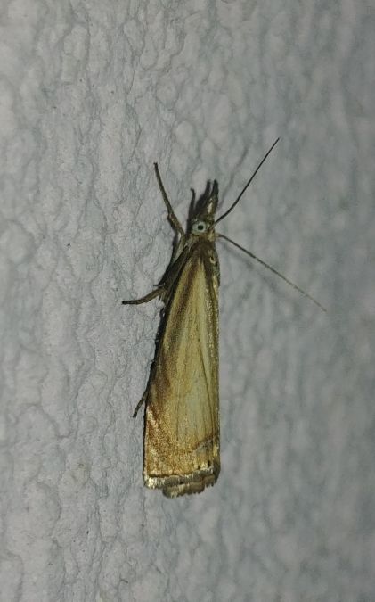 Crambus des jardins 