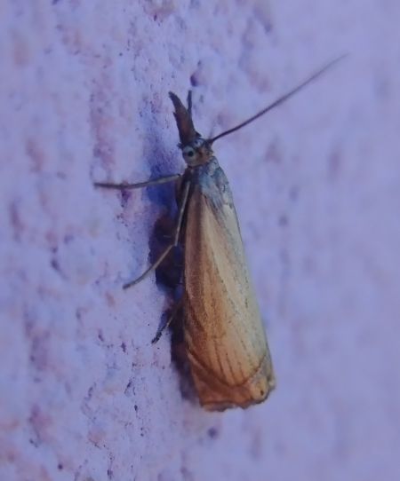 Crambus des jardins 