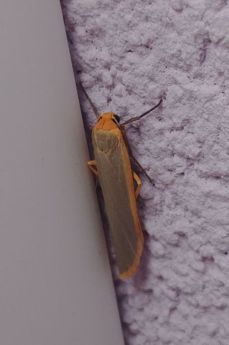 Lithosie aplatie (Manteau à tête jaune) 