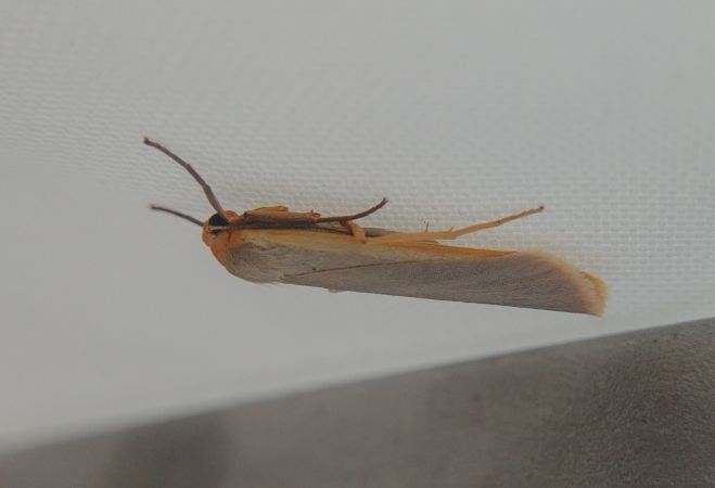 Lithosie aplatie (Manteau à tête jaune) 