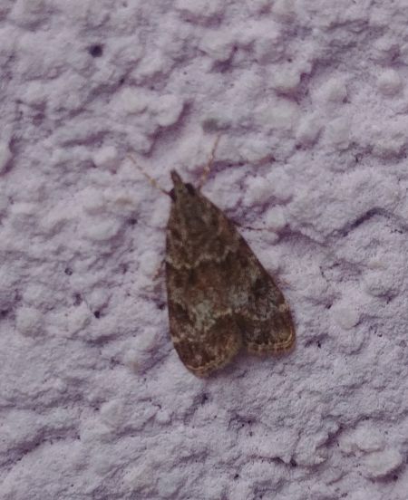 Eudonia lacustrata 