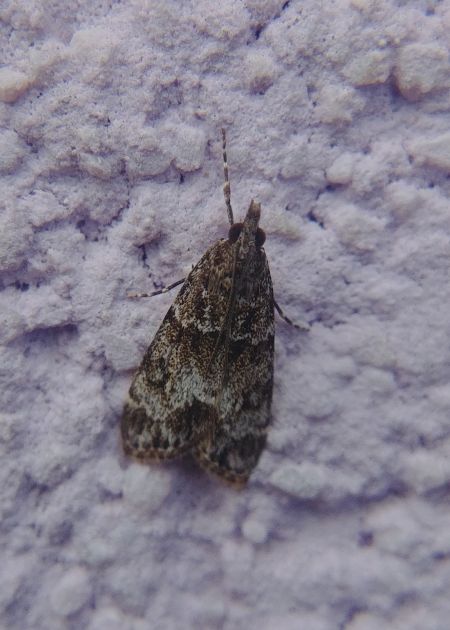 Eudonia lacustrata 