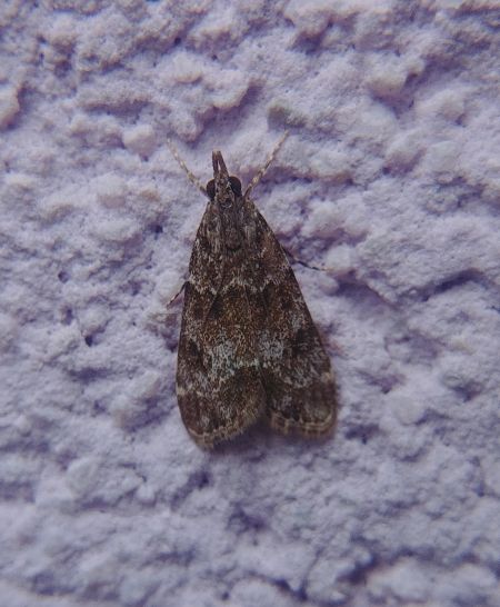 Eudonia lacustrata 